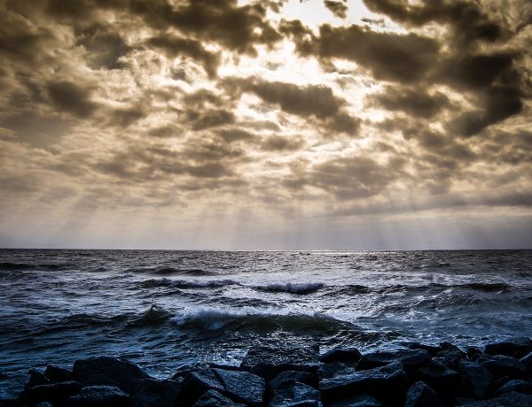 Toter Segler Ostsee Kühlungsborn Markgrafenheide