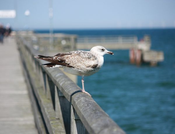 längsten Seebrücke des Ostseeraums